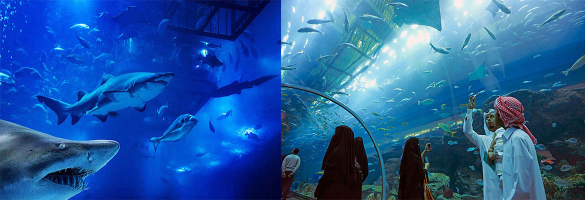 Dubai mall Aquarium | Tickets Offers Price Save 10%